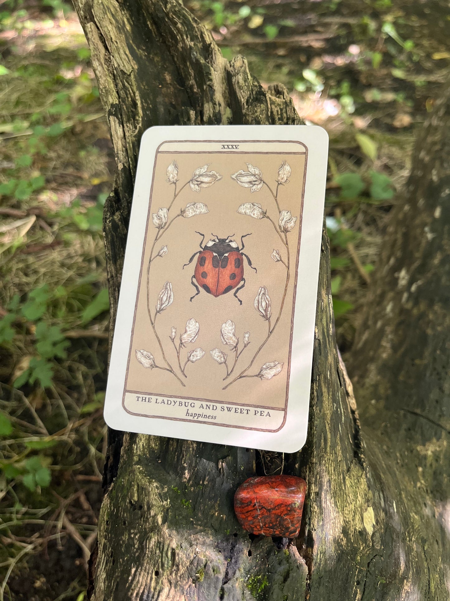 One Card Oracle Reading ⋆˙⟡